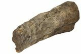 12.1" Partial Triceratops Horn with Metal Stand - North Dakota - #131347-5